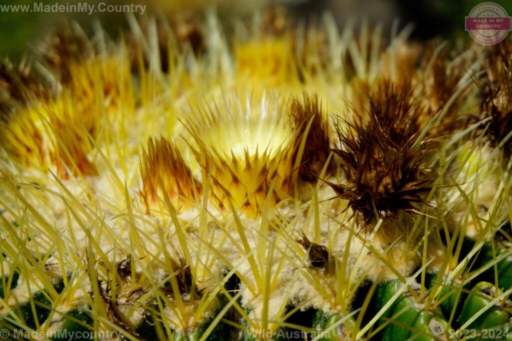 MadeinMycountry Copyright Wild Australia MadeinMycountry nature Australia